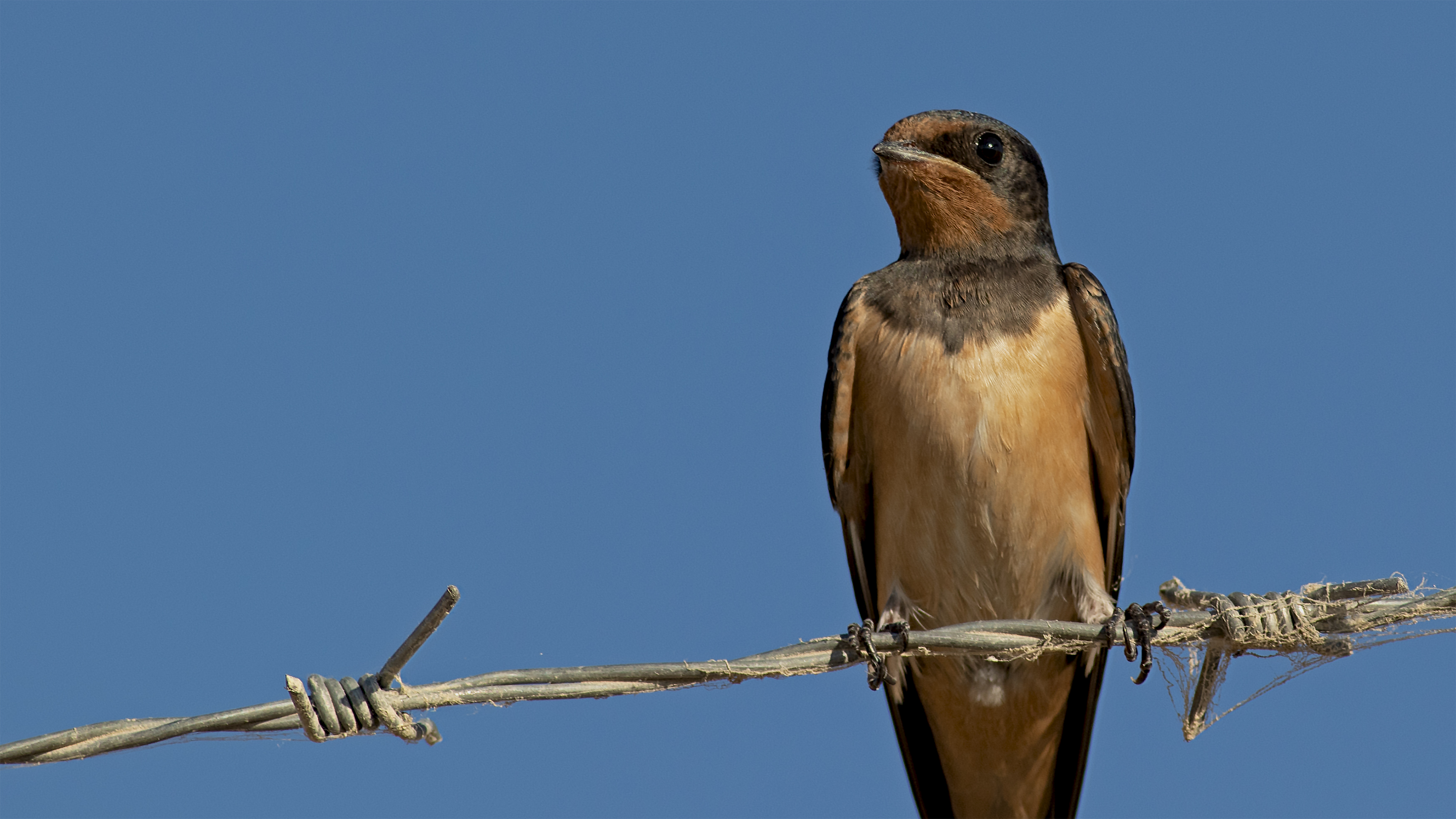 Barn Swallow